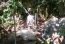 hydram meribah ram pump.JPG